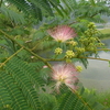 合歓の花（マメ科）