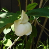大山蓮華
