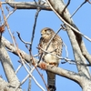 週末の探鳥会2つ〜林道速歩と水辺の公園と