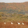 川辺の丹頂（10月20日）