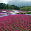 秩父羊山公園の芝桜に魅せられて