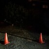 槙の木の伐採