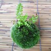 苔玉は苔も植え込み植物も