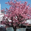 桜咲く