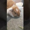 【YouTube投稿】きなこわらびもち 術後 Rabbit after operation