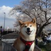 少し早めのお花見散歩