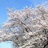 【千葉県・佐倉市】桜と飛行機のリベンジ断念☆『佐倉城跡公園』で美しく満開の桜を愉しむ