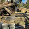 思い出の上野動物園