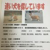 シェルティの迷い犬