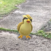 【ポケモンGO】カントーの鳥ポケモンといえばやっぱりこのコ。 ｜ 色違い紹介 No.0016 ★ポッポ【GO Plus +】