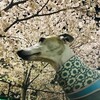 夜桜と犬