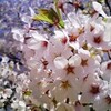 2010桜その2