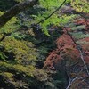 ヌル谷の紅葉遊山　森に懐かれ