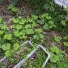 ４．１（晴・曇り）参院決算委。去る人は去っていく。東証変調か？