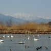 白鳥はパンが好き