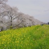 熊谷に桜の名所があった！　2024-04-11