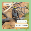 【野鳥のみち】ミヤマホオジロが守谷に現れた😃♪  12/8