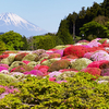 ５月は箱根にツツジを見に行こう！