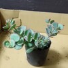 🌵多肉植物  多肉さんの植え替え ミセバヤ🌵