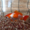 金魚の赤色が退色した原因は何か
