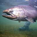 ATA Lodge King Salmon Blogging Site
