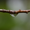梅の木に雨のしずく