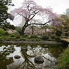 小石川後楽園の桜