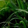 幻のNHK技研レストランと名古屋の大雨