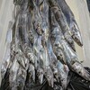 タチウオ釣り