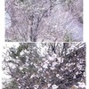 お花見ロケ散歩