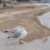 初めての野鳥撮影ですが、