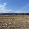 相模川中津川周辺で冬の田んぼを巡る散歩をしました