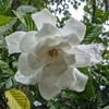 クチナシの白い花
