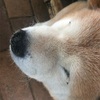 愛犬りょう15