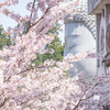 やっぱり今年も桜大仏で思うつぼ（壺阪寺）