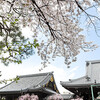 仏光寺の桜