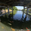 Insta360 X4で橋の上から鯉を撮影。空撮キットで橋の下の動画も撮れた📹 8Kも初撮影。