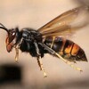 【特定外来生物】ツマアカスズメバチとは？日本のスズメバチとの違いと危険性・日本での分布状況とを徹底解説