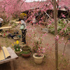 京都の穴場・原谷苑の桜（3）