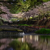 夙川の夜桜