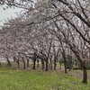 黄砂飛ぶ＊花見＊