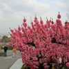 笛吹市の桃の花と北杜市の桜