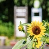 夏のバス停には、ひまわりがよく似合う