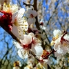 3月25日　花と猫