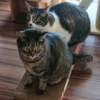 猫用品、一番欲しいものは何？我が家はコレ！