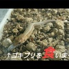 カナヘビがゴキブリの赤ちゃんを食いまくる！