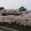 さくら(兼六園・石川門)