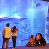 石川県・のどしま水族館のジンベイザメのこと