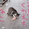 【募集開始しました ―そうだ、何でも食べよう。海のいきもの編―@和歌山市　野食倶楽部第18回】