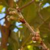 ウチの桜がもうすぐ開花？